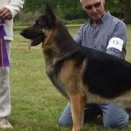 Borzois and German Shepherds from Haney-Ray J's