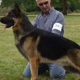 Borzois and German Shepherds from Haney-Ray J's