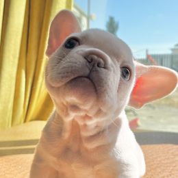 Charming - Cream French Bulldog puppy in Petaluma, California from Luma Frenchies