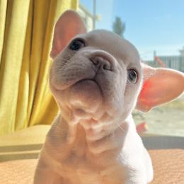Charming - Cream French Bulldog puppy in Petaluma, California from Luma Frenchies
