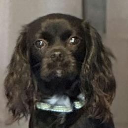 Fala - Cavalier King Charles Spaniel