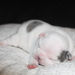 French Bulldog Puppies from Kismet French Bulldogs