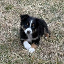Boy 2 - Black tri male Miniature Australian Shepherd puppy in Ellsworth, Kansas from Flying H Mini Aussies