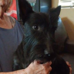 Willie - Scottish Terrier