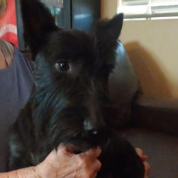 Willie - Scottish Terrier