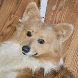 Duke - Pembroke Welsh Corgi