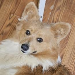 Duke - Pembroke Welsh Corgi