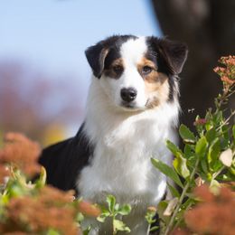 Envy - Australian Shepherd