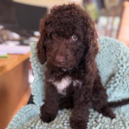 Nika - Chocolate female Labradoodle puppy in Lowville, New York from Adirondack Labradoodles