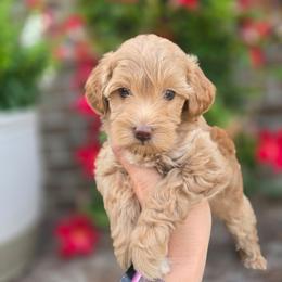 Yellow Collar - Red  female Goldendoodle puppy in Somerville, Alabama from Southern Enchanted Doodles