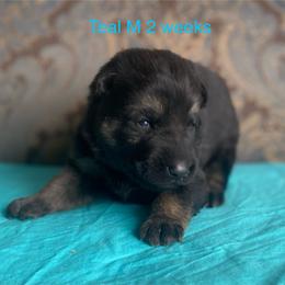 Teal collar boy - Black and red male German Shepherd puppy in Coleta, Illinois from Four Leaf Farm- Vom Vierblättriges Bauernhof