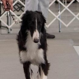 Silken Windhounds from Infinite Paws-Abilities