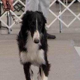 Silken Windhounds from Infinite Paws-Abilities