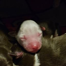 Comet - Red tri male Toy Australian Shepherd puppy in Crooksville, Ohio from West View Toy Aussies