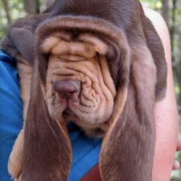 Bloodhound and Mastiff Puppies from Teoc Bloodhounds and Mastiffs