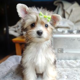 Companion Cross, Havanese, Mal-Shi, Maltese, Maltipoo, Morkie, and Shih Tzu Puppies from Seeking Shalom Acres Maltese, Maltipoos & Havamalts