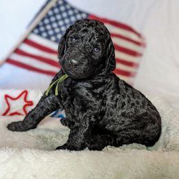 Poodle Puppies from Future Pioneers Farming