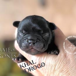Got - Black and tan male French Bulldog puppy in Salem, Oregon from Toy House Frenchies