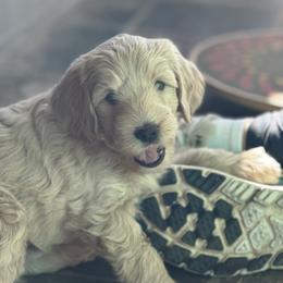 Australian Cobberdog Puppies from Mud Pies Australian Cobberdogs