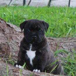 Staffordshire Bull Terrier Puppies from Full Throttle Staffords