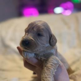 Robin - Cream male Goldendoodle puppy in Jacksonville, Florida from Dandelion Doodles