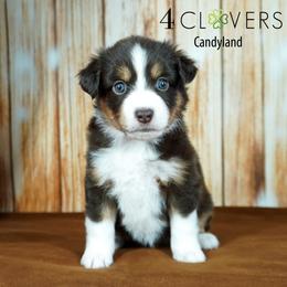 Candyland - Red tri-color female Miniature American Shepherd puppy in Carlisle, Pennsylvania from 4 Clovers Kennel