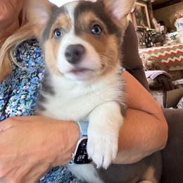 Luke - Gray and white male American Corgi puppy in Orangevale, California from Corgis of the Heart