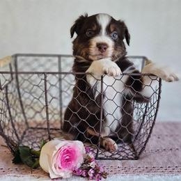 Ruger - Red tri-color male Australian Shepherd puppy in Mountain Grove, Missouri from K Bar H Farms