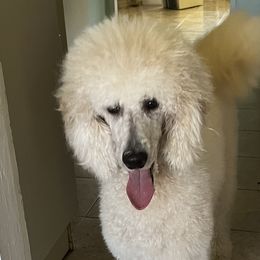 Missy - Poodle