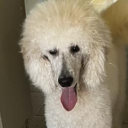 Missy - Poodle