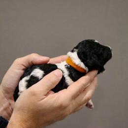 Labradoodle Puppies from SOLA Doodles