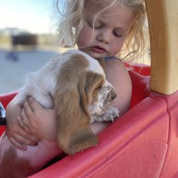 Basset Hound Puppies from Savage Sisters Basset Hounds