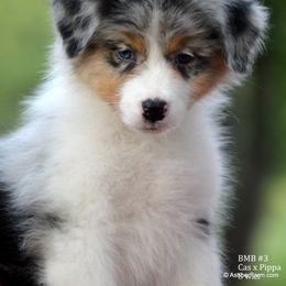 Australian Shepherd, Mastiff, and Miniature American Shepherd Puppies from Ashber Farm