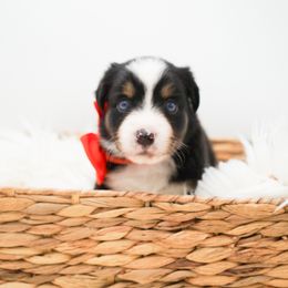 Golden Retriever, Miniature American Shepherd, and Siberian Husky Puppies from HuskiesAndGoldensWithFinesse