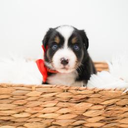Golden Retriever, Miniature American Shepherd, and Siberian Husky Puppies from HuskiesAndGoldensWithFinesse
