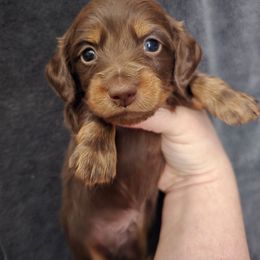 Hershey NKA Silas - Chocolate and tan male Dachshund puppy in Windom, Minnesota from Wyrmhund Dachshunds