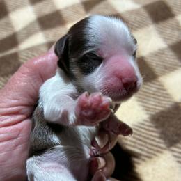 Scarlett - Parti female Miniature Schnauzer puppy in Sylvania, Georgia from Southern Sky Miniature Schnauzers