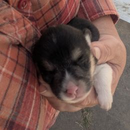 Girl 2 - Black and tan female Pembroke Welsh Corgi puppy in Edinburgh, Indiana from J Bar M Corgis