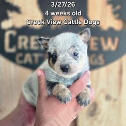 Girl 1 - Blue female Australian Cattle Dog puppy in Monroe, North Carolina from Creek View Cattle Dogs