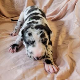 Cane Corso and Great Dane Puppies from RC RANCH GREAT DANES