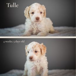 Tulle - Red female Bernedoodle puppy in Caldwell, Idaho from Boise Doodle Co.