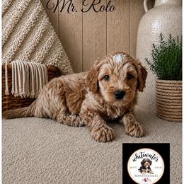 Mr. Rolo - Red male Bernedoodle puppy in Altura, Minnesota from Bluffside Berners