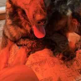 Male 1 - Sable male German Shepherd puppy in Hollis Center, Maine from Noble German Shepherds of Maine