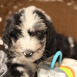 McLaren - Merle female Sheepadoodle puppy in Clemson, South Carolina from Love Tallulah Sheepadoodles LLC