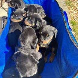 Rottweiler Puppies from Vom Arnold-Hause Rottweilers