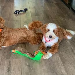 Cedar - male Australian Mountain Doodle puppy in Grand Rapids, Michigan from The Kindred K9