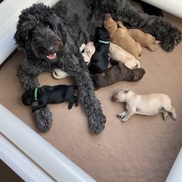 Goldendoodle Puppies from Cottage Companion Doodles