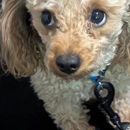 Remi - Poodle
