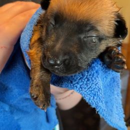 Belgian Malinois Puppies from Pyrex Kennels