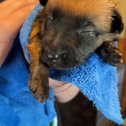 Belgian Malinois Puppies from Pyrex Kennels